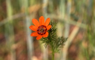 Adonis aestivalis (Sommer-Adonisröschen)