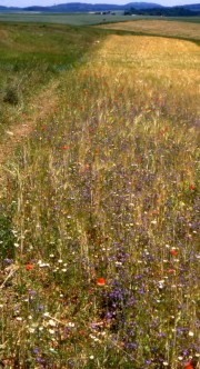 Kalkacker in der Nordeifel mit über 40 Arten, u.a. dem Echten Frauenspiegel (Legousia speculum-veneris)